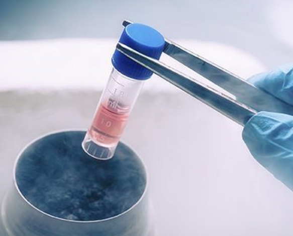 三级胚胎能够冷冻保存