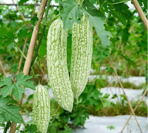月子期间不要吃苦瓜