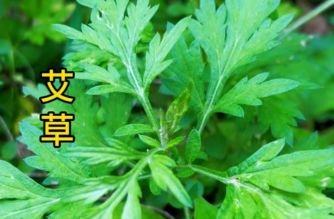 艾草是荨麻疹的克星