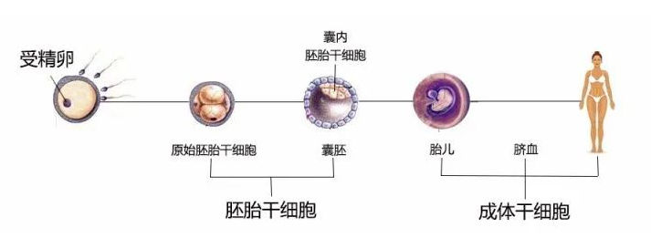 什么是干细胞