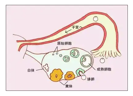 曲普瑞林是破卵泡的吗1.png