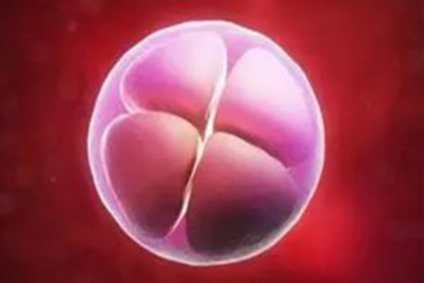 三级胚胎的碎片数量多