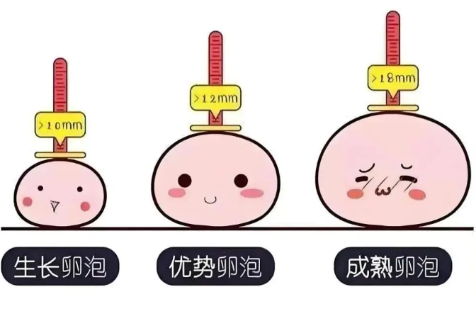 基础卵泡和优势卵泡的区别