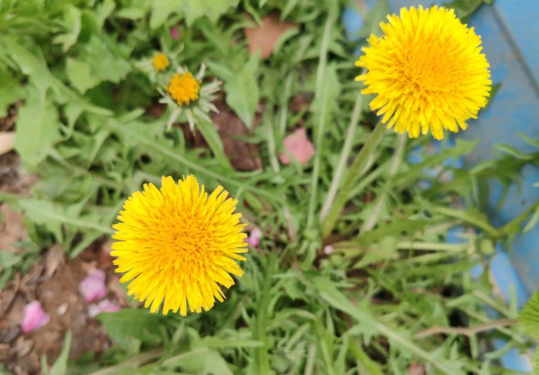 蒲公英有助于散肺结节