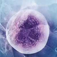 49岁供卵试管成功案例分析，提升移植成功率真没那么难