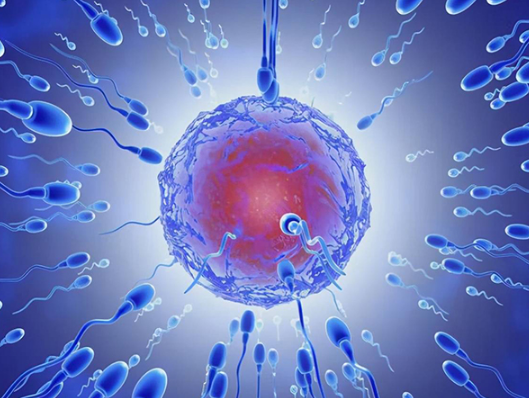 三级胚胎移植成功概率相比一二级较低