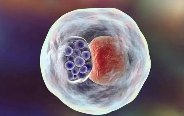 第五天的胚胎是要发育100个细胞数量算正常