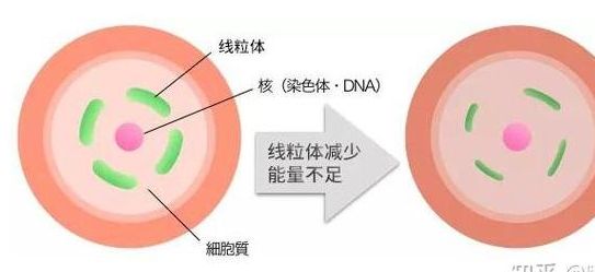 卵巢功能特别差有做试管成功的吗？自卵移植与试管的现实差距