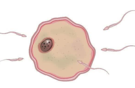 排卵前同房精子会在哪等卵子