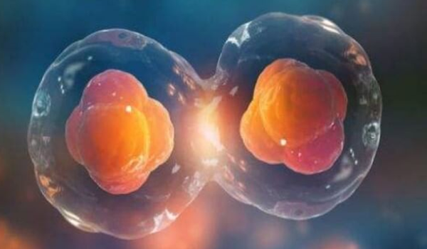 试管移植一个胚胎会变双胞胎吗?几率高吗?