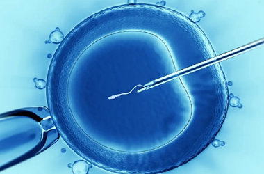 8细胞1级胚胎养囊成功率