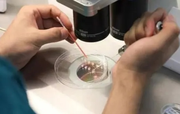 女性14天后检查发现试管移植冻胚没有着床成功是为什么？