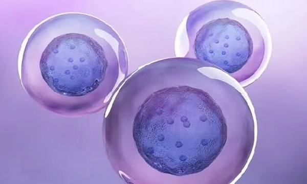 试管双胎移植胚胎类型