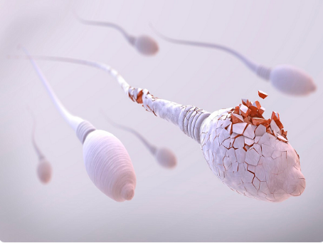 精子质量会影响胚胎的形态