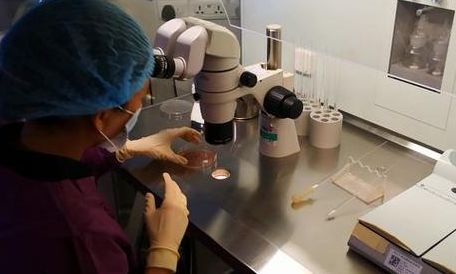 3bb囊胚质量怎么样？移植成功率到底高不高