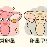卵巢早衰是怎么造成的?遗传底牌一开始就发好了