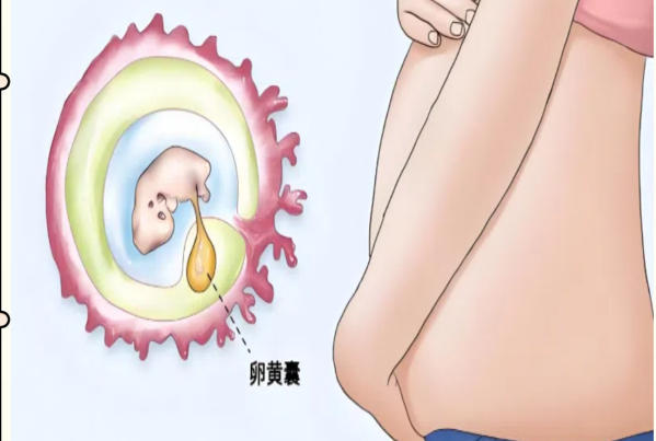 试管50天没卵黄囊一般不正常