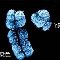 xy染色体