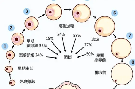 卵泡长得太快是不是质量不好：速度决定质量 PK 质量看同步与激素