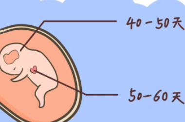 试管婴儿正确的孕周计算方法