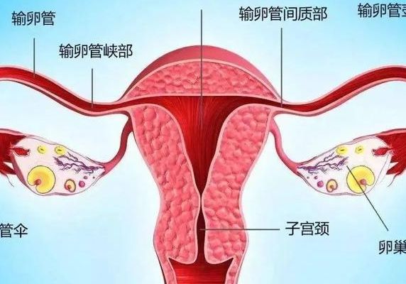 慢性子宫内膜炎能做试管吗 多少钱费用价格过来人帮你梳理5笔开销明细
