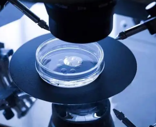 胚胎质量决定孕囊与否