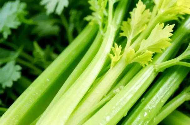 消化功能弱吃芹菜会导致积食