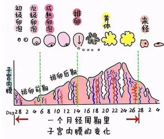 内膜6.5mm可以移植