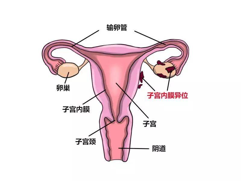 哪些原因会导致子宫内膜薄？子宫内膜薄如何调理？