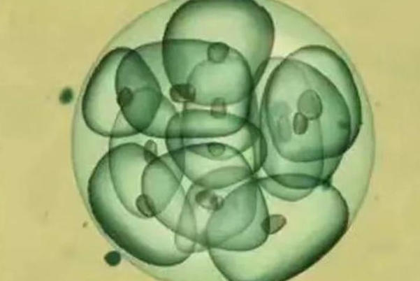 胚胎等级越高质量越好