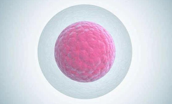 三级胚胎称为一般胚胎