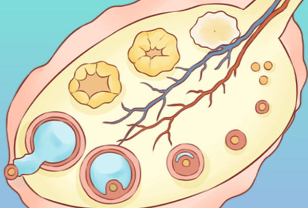 多个优势卵泡哪个先排因人而异