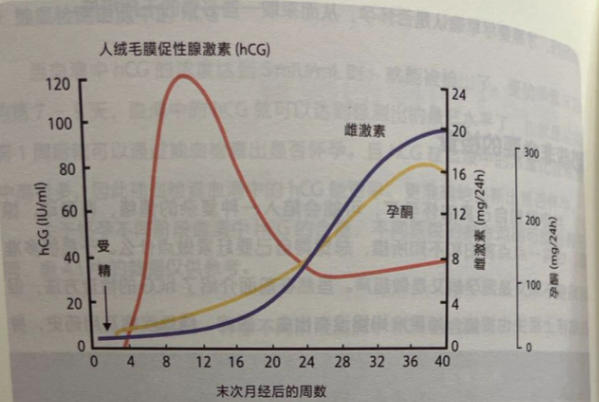 hcg峰值低说明胚胎发育有问题