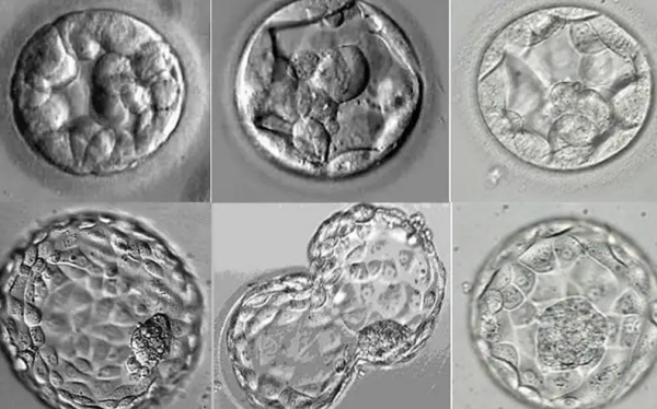 什么样的胚胎可以达到养囊级别