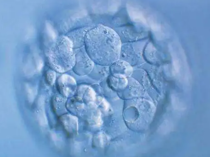 冻胚和鲜胚质量和成功率对比