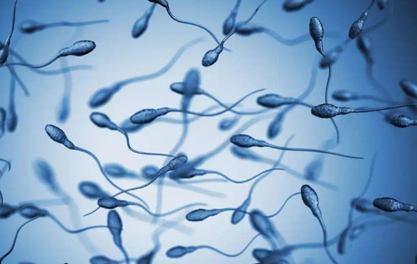 来例假精子无法存活受孕