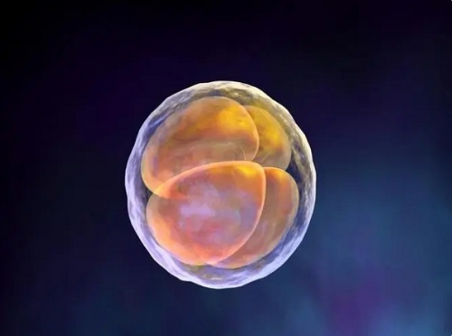 冻囊胚5bb是级别较高的胚胎