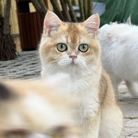 梦见猫＝老公出轨？心理学数据揭秘梦境背后的真相