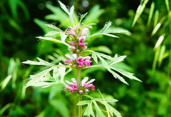 有人说长期吃益母草子宫息肉就会渐渐变没了是真的吗？