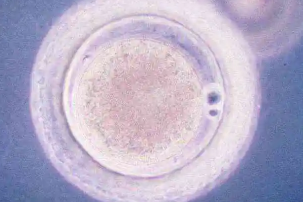 5bb囊胚的内细胞团质量良好