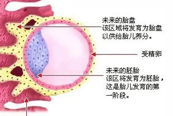提高试管着床的秘诀播种网：经验调理PK医学干预，证据派更稳
