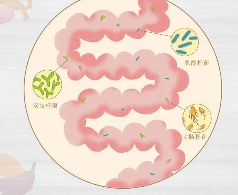 益生菌可调理宝宝肠胃