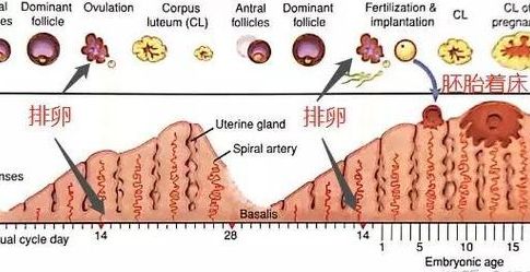 试管两次不成功查免疫全套多少钱？过来人帮你理清6笔开销