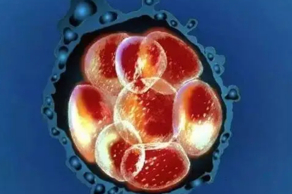 胚胎基因正常可发育成囊胚