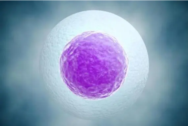 囊胚结构不完整会减低活检成功率