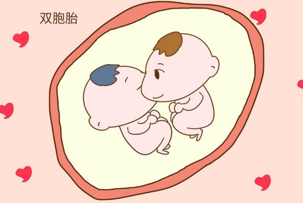 双胞胎风险和身高无关