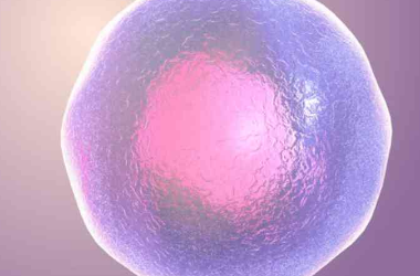 试管胚胎级别分8个三级