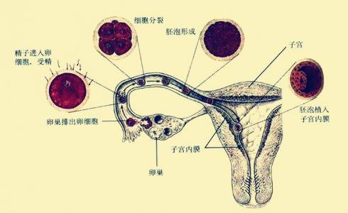 做试管婴儿期间遇见输卵管积水该如何处理？