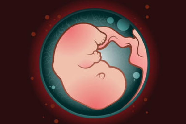 胚胎质量好的人能顺利着床