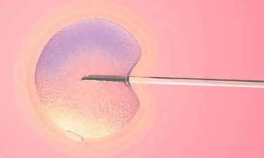 囊胚培养是三代试管婴儿的关键步骤